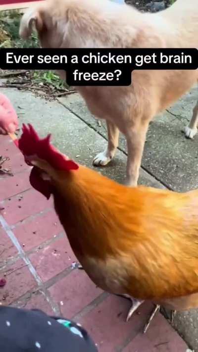 Funny Animals Brain Freeze