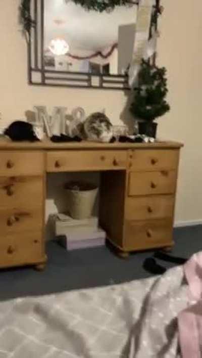 So he's just worked out he can do this... Treats are in the draw