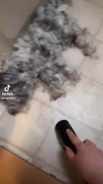 Cleaning up their pup