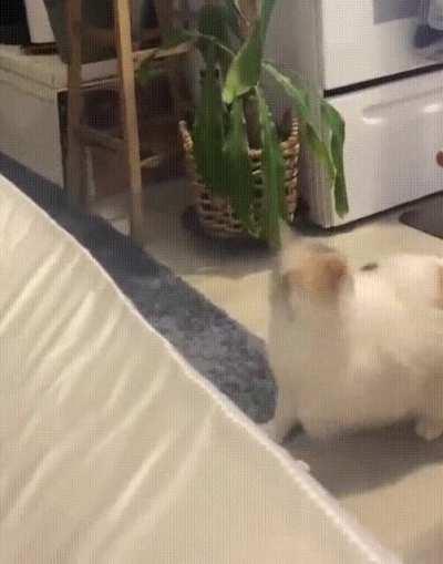 I want to help him jump so badly