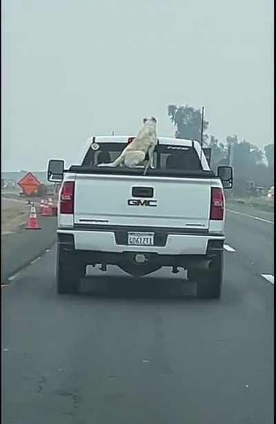 Inhumane idiot driving 70+ mph with his dog chained in the bed of his truck. 99 North freeway, Fresno CA.