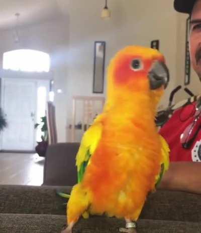 Party Parrot 🤣🤣This is so funny dance
