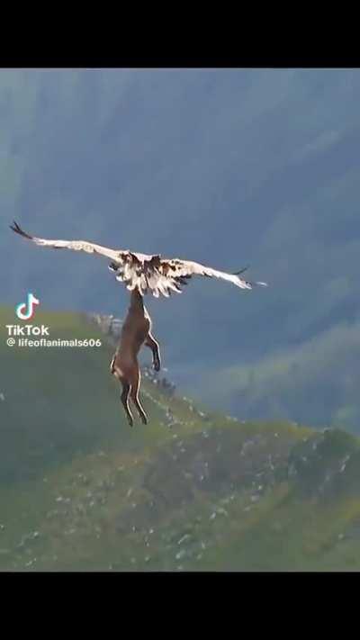 Eagle carrying an entire adult deer