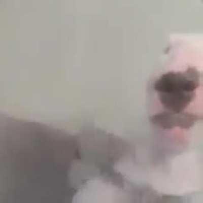 Beatbox yapan köpke