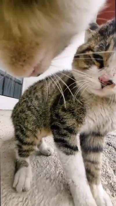 to intimidate the other cat 