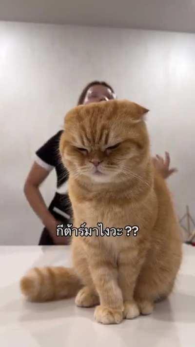 The cat expresses what we think here