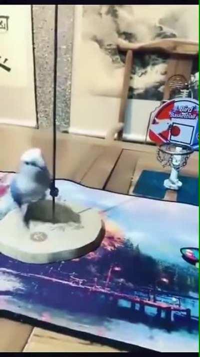 That's one very smart bird (sorry if repost)