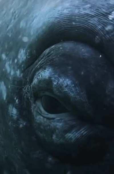 🔥 the eye of a Grey Whale.
