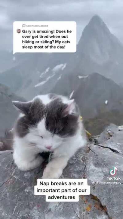 Got to be the chillest kitty ever