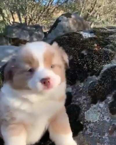 pUpPeR iS LeFt To DiE oN dAnGeRoUs CLiFf