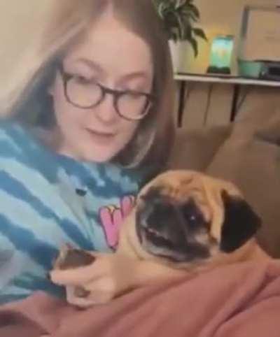 To end the life of a little Pug