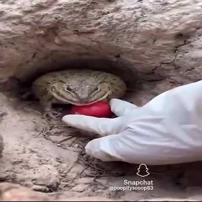 Dr House speaking facts