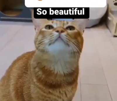 This cat sings sp beautifully 