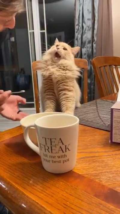 Cat trying ice cream for the first time
