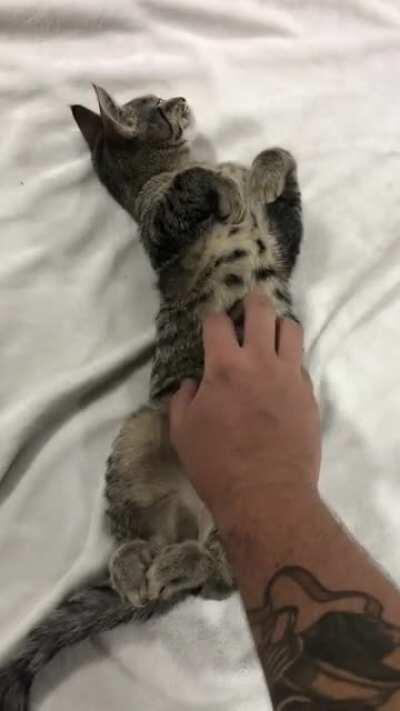 Smol criminal willingly accepts belly rubs