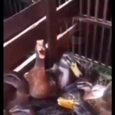 mf hit the gong💀💀💀im dead yall got me clowninn😫😫😫😫