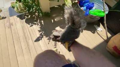 My lunch buddy squirrel now sits on my arm to eat.