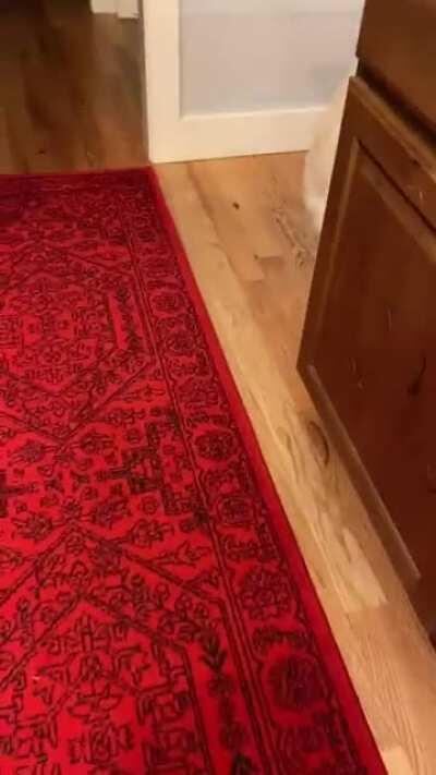 Penny and the tong-induced mini zoomies