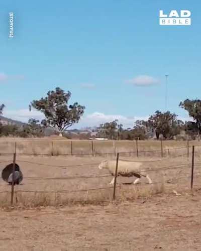 “Ewe picked the wrong sheep to mess with!”