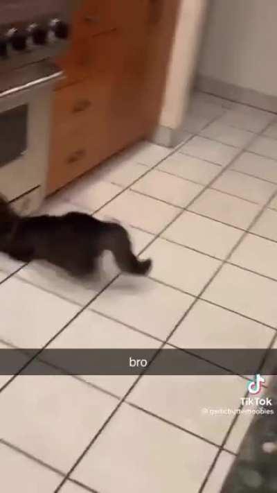 Cats really can fit anywhere