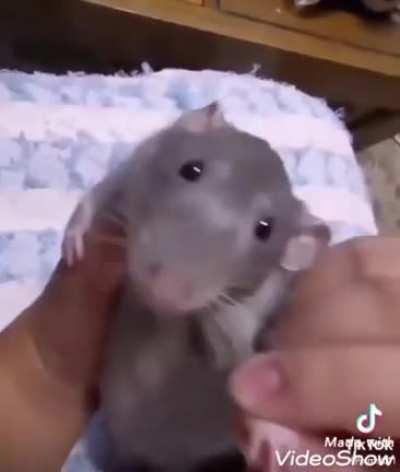 yo y la ganga cuando juja prende stream