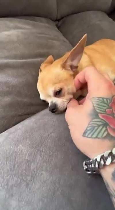 Chihuahuas are divided into two types: