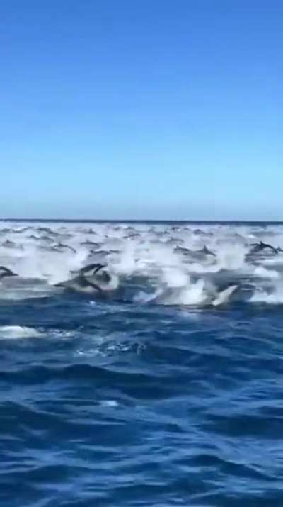 Dolphin galore