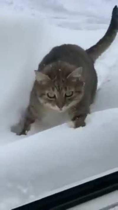 My snow cat people need me