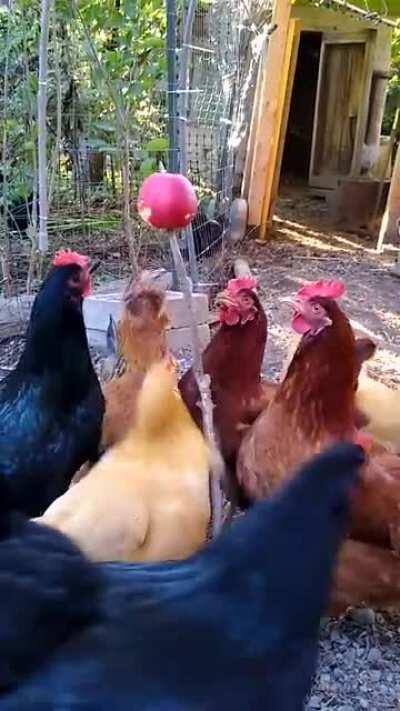 Saw this on here a while back. They love it!