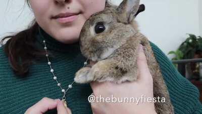 This bunny was caught giving this hooman kisses on the hand like a smol gentelman (Video in the comments)
