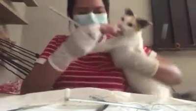 Tengan cuidado con sus michis