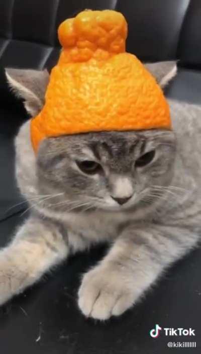 Amazing hat for cat