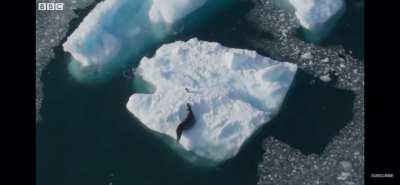 Penguin talks himself out of being eaten