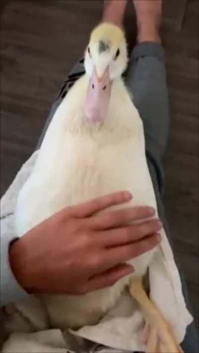 Duck can't handle tickling