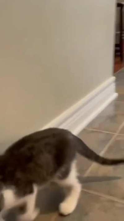 Kitten thinks she's a bunny.