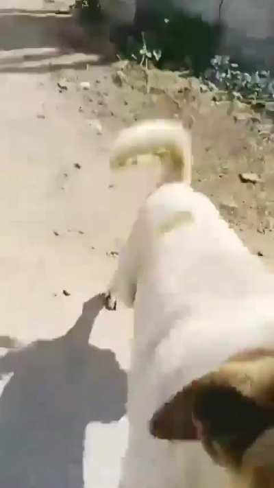 Cameraman never dies