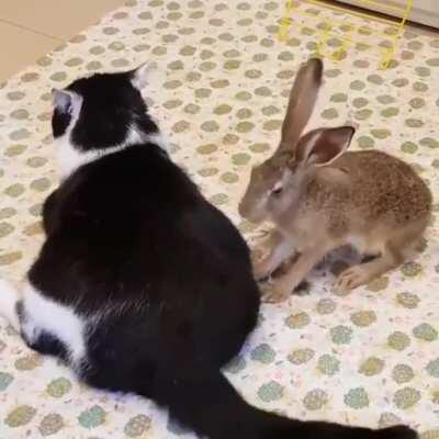 Brutal pvp match between a viera monk and miqote paladin