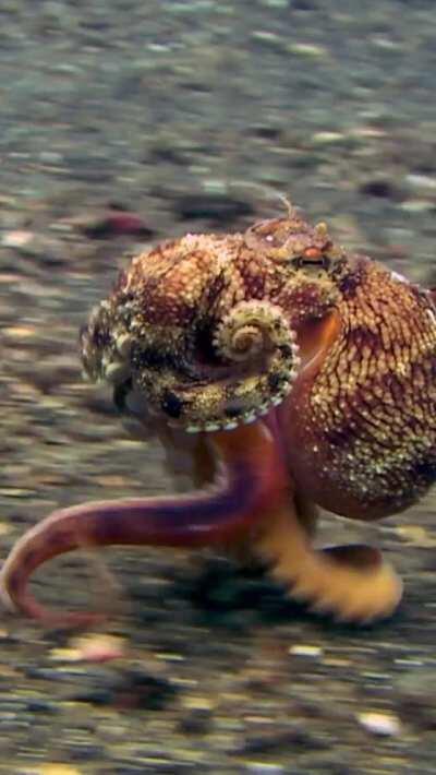 My octopuse people need me.