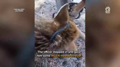 Giant Elk stuck in swing rescued by Wildlife Ranger