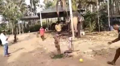 ABD has got nothing on this champ