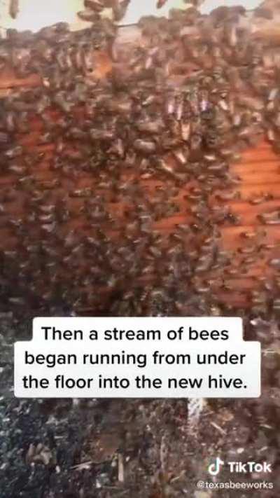 She saved a whole colony of bees! What a legend.