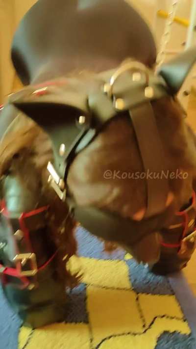 kousokunekochan testing her her boundaries