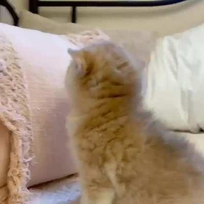 Please Tell Me You Don't Love This Tiny Little Fluffy Ball