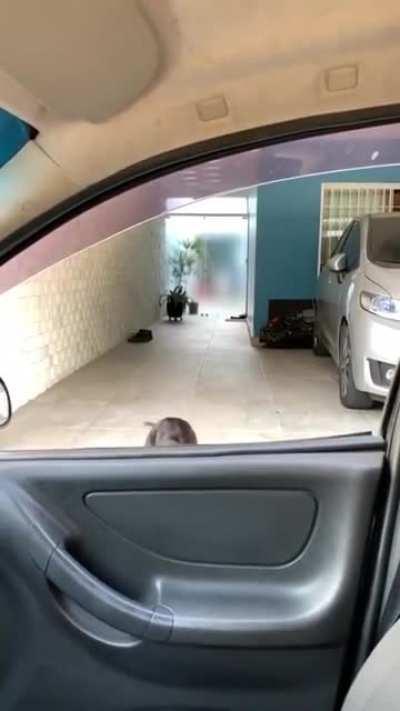 Here I come, my hooman!