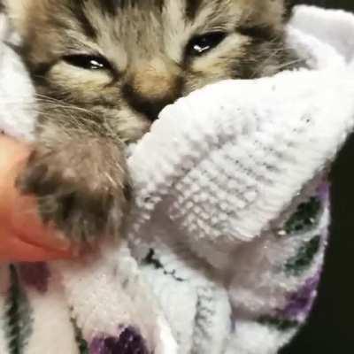 Here’s Mr Beaverton, one of my fosters from summertime.