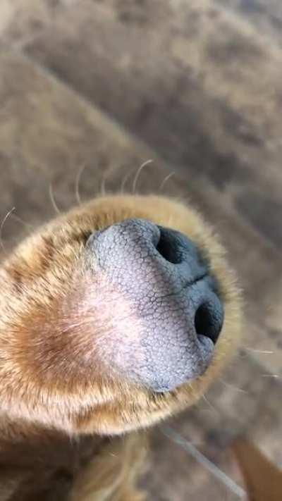 Boop! Give me a cuddle pls
