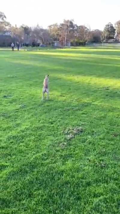 Speed pupper shows her excitement to see her dog and human friends.