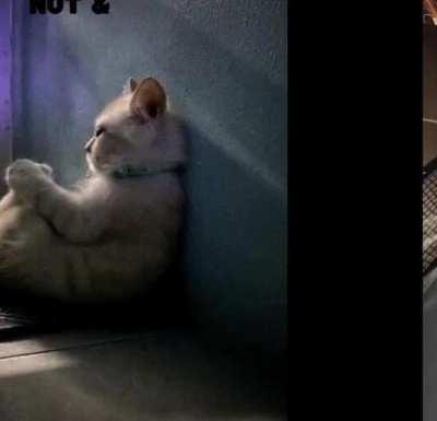 made u/mona23_6 ‘s “love of the c*t” but added the music 👍