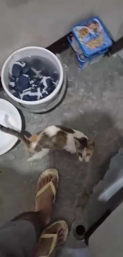 Meet Mimi the quacker!