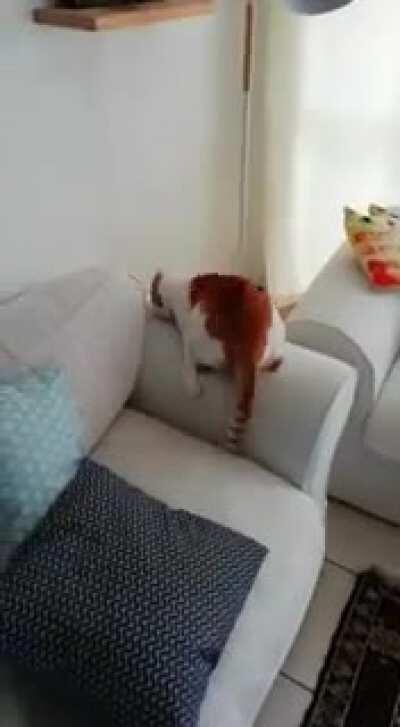 This is Mokey. And this is Mokey's hissy Cardio routine.